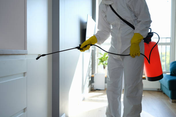 Mold Removal Process in Calabash, NC